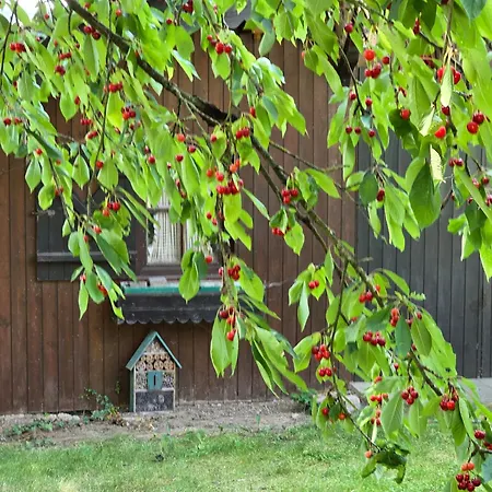 Appartement Exklusive - Direkt Am Waldrand - Grosser Garten Kompett Umzaeunt - Hunde Willkommen - 2 Private Stellplaetze Bad Salzschlirf