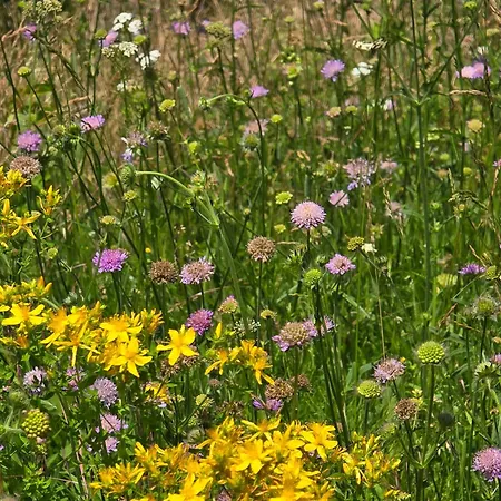 Apartmán Exklusive - Direkt Am Waldrand - Grosser Garten Kompett Umzaeunt - Hunde Willkommen - 2 Private Stellplaetze Bad Salzschlirf
