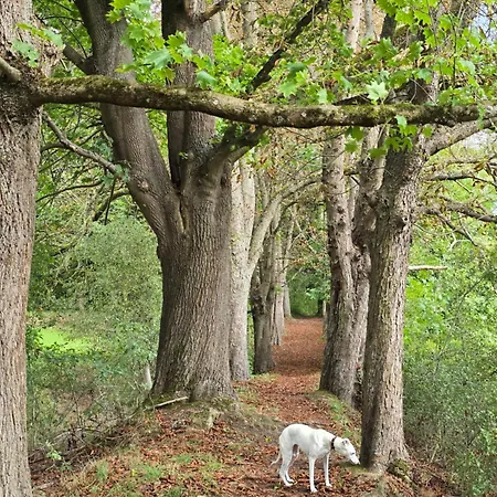 아파트 Exklusive - Direkt Am Waldrand - Grosser Garten Kompett Umzaeunt - Hunde Willkommen - 2 Private Stellplaetze