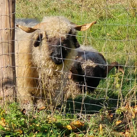 Exklusive - Direkt Am Waldrand - Grosser Garten Kompett Umzaeunt - Hunde Willkommen - 2 Private Stellplaetze 아파트 *