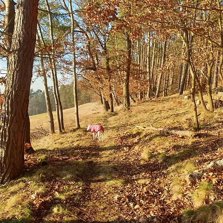 Exklusive - Direkt Am Waldrand - Grosser Garten Kompett Umzaeunt - Hunde Willkommen - 2 Private Stellplaetze