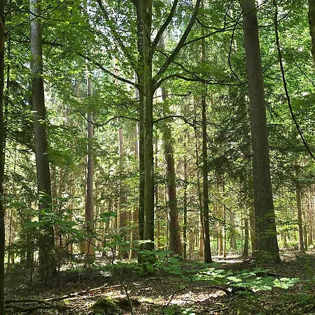 Apartmán Exklusive - Direkt Am Waldrand - Grosser Garten Kompett Umzaeunt - Hunde Willkommen - 2 Private Stellplaetze *