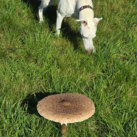 Exklusive - Direkt Am Waldrand - Grosser Garten Kompett Umzaeunt - Hunde Willkommen - 2 Private Stellplaetze 바트살츠흘리르프