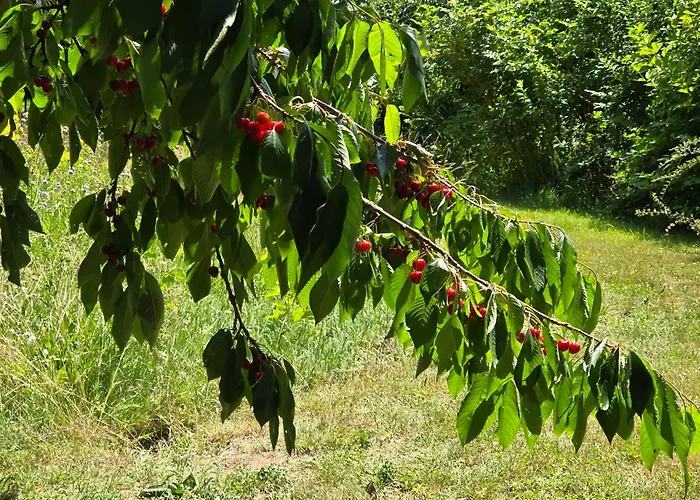 Exklusive - Direkt Am Waldrand - Grosser Garten Kompett Umzaeunt - Hunde Willkommen - 2 Private Stellplaetze Apartmán