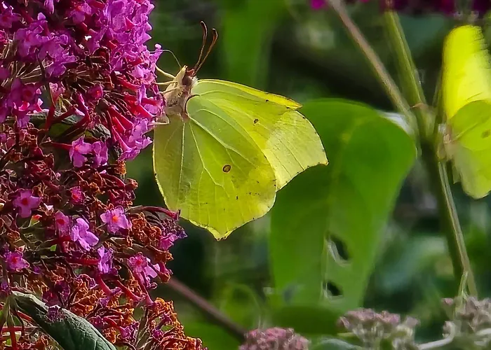 Exklusive - Direkt Am Waldrand - Grosser Garten Kompett Umzaeunt - Hunde Willkommen - 2 Private Stellplaetze Apartmán *