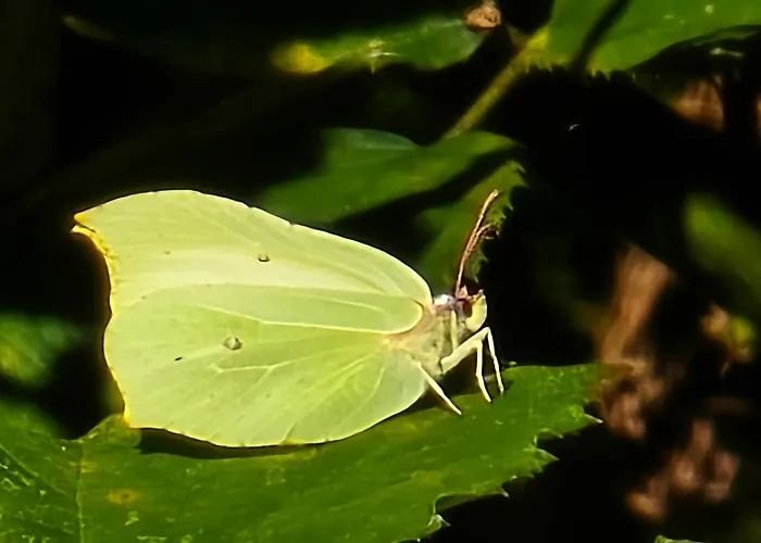Exklusive - Direkt Am Waldrand - Grosser Garten Kompett Umzaeunt - Hunde Willkommen - 2 Private Stellplaetze