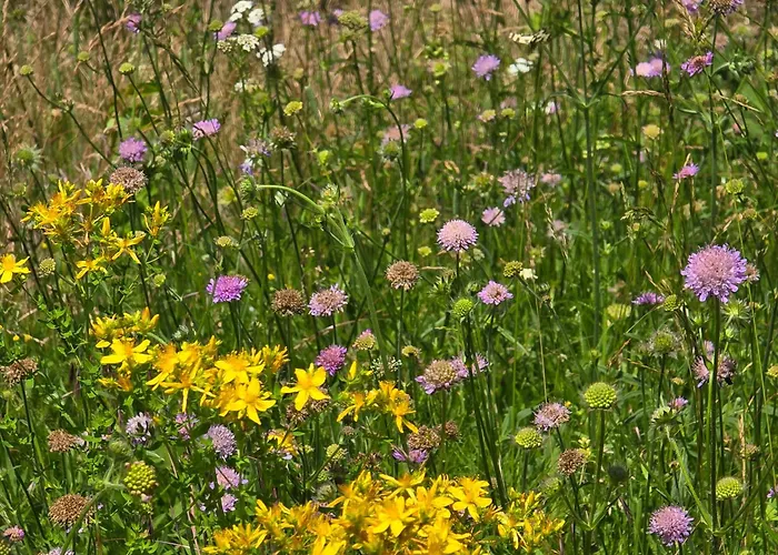 Apartmán Exklusive - Direkt Am Waldrand - Grosser Garten Kompett Umzaeunt - Hunde Willkommen - 2 Private Stellplaetze Bad Salzschlirf