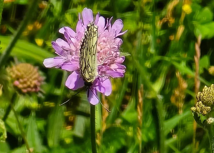 Exklusive - Direkt Am Waldrand - Grosser Garten Kompett Umzaeunt - Hunde Willkommen - 2 Private Stellplaetze * Bad Salzschlirf