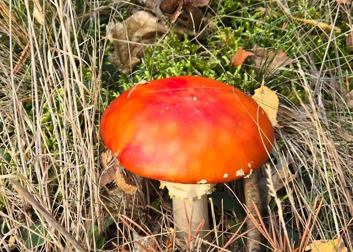 Exklusive - Direkt Am Waldrand - Grosser Garten Kompett Umzaeunt - Hunde Willkommen - 2 Private Stellplaetze Apartmán *