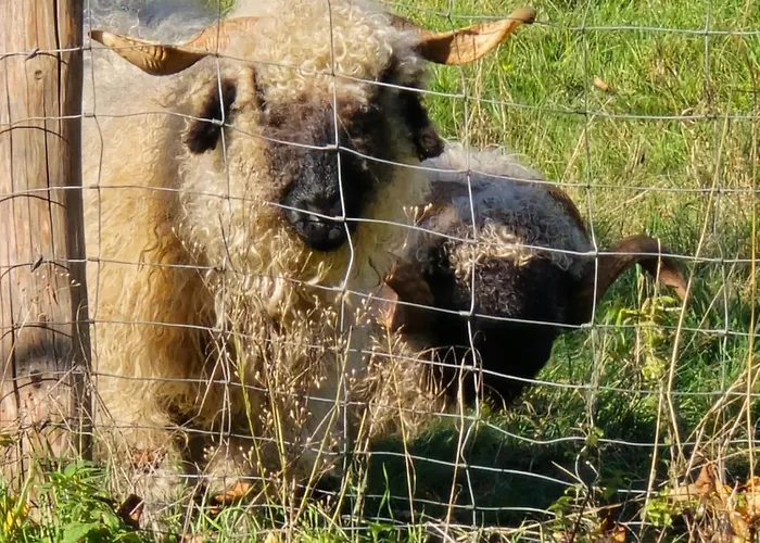 Exklusive - Direkt Am Waldrand - Grosser Garten Kompett Umzaeunt - Hunde Willkommen - 2 Private Stellplaetze Apartmán *