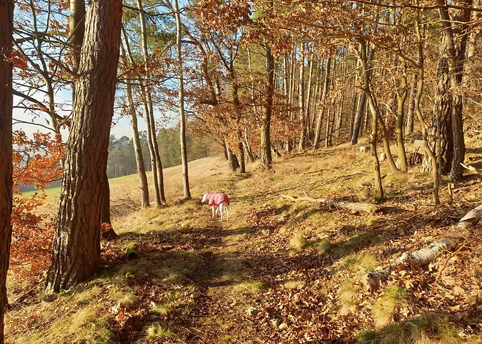 Exklusive - Direkt Am Waldrand - Grosser Garten Kompett Umzaeunt - Hunde Willkommen - 2 Private Stellplaetze