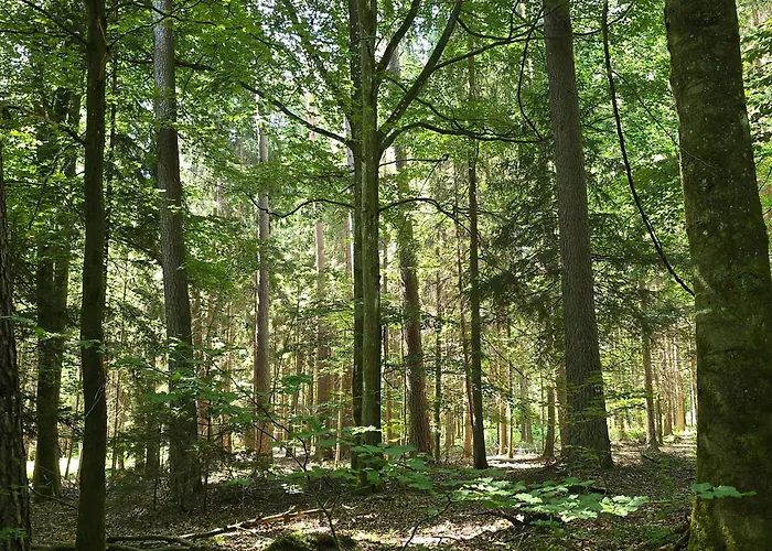 Apartmán Exklusive - Direkt Am Waldrand - Grosser Garten Kompett Umzaeunt - Hunde Willkommen - 2 Private Stellplaetze *