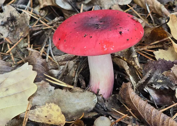 Apartmán Exklusive - Direkt Am Waldrand - Grosser Garten Kompett Umzaeunt - Hunde Willkommen - 2 Private Stellplaetze Bad Salzschlirf