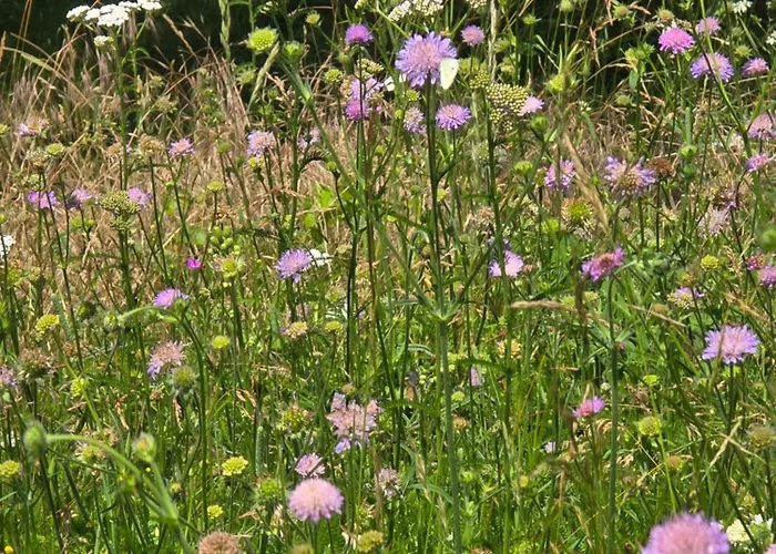 Exklusive - Direkt Am Waldrand - Grosser Garten Kompett Umzaeunt - Hunde Willkommen - 2 Private Stellplaetze Apartmán